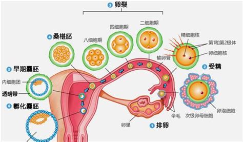 代孕产子协议书
