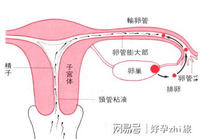 代孕