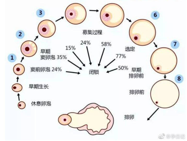 代孕产价格