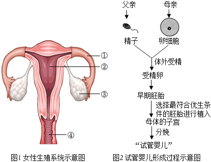 代孕产子
