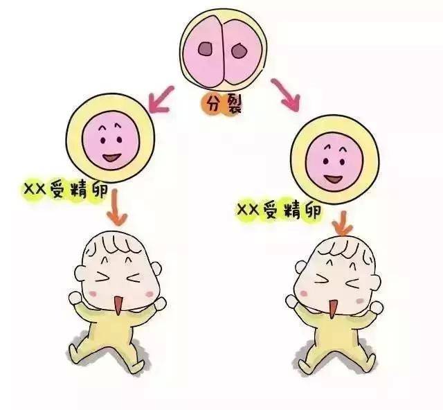 代孕中介